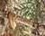 Realtree Edge
