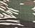 Tiger Camo
